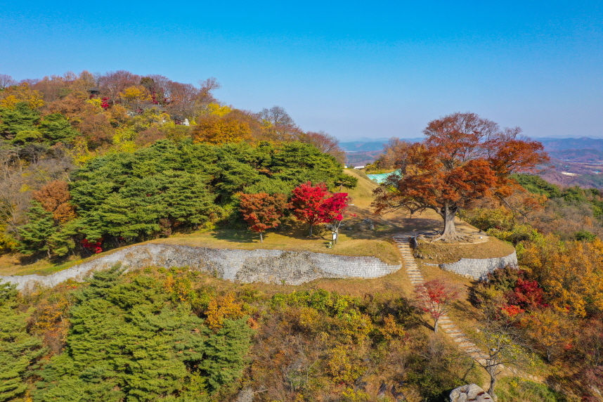 You are currently viewing 「정읍 내장산 단풍나무」·「부여 가림성 느티나무」 천연기념물 지정 예고