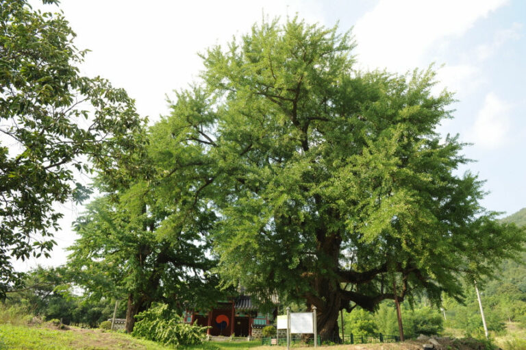 Read more about the article 「세종 세종리 은행나무」천연기념물 지정 예고